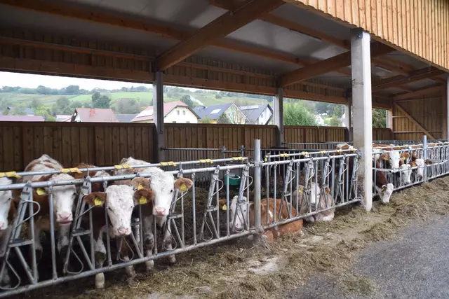 Ab sofort werden in den Bezirken Neusiedl, Eisenstadt-Umgebung, Eisenstadt und Rust, Mattersburg bis Oberpullendorf sämtliche Betriebe von Tierärztinnen und Tierärzte kontrolliert. | Foto: Elisabeth Kloiber