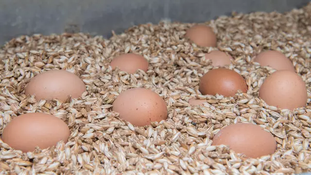 Eier aus biologischer Herstellung im Bezirk Horn. Der Biohof Mang legt großen Wert darauf. | Foto: Biohof Mang