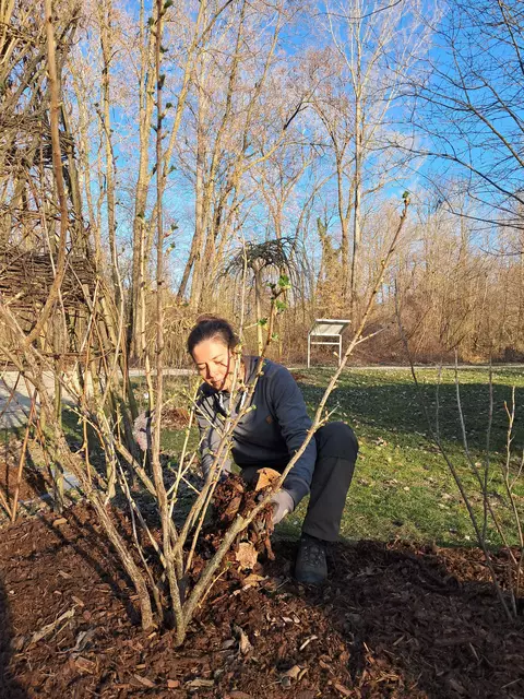 Beerensträucher im Garten sollten jetzt im Frühling gemulcht werden. | Foto: Katharina Weber/Natur im Garten