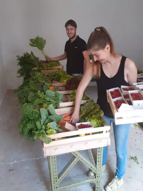 Im Biohof Steinböck wird selbst Hand angelegt bei der Ernte. | Foto: Biohof Steinböck