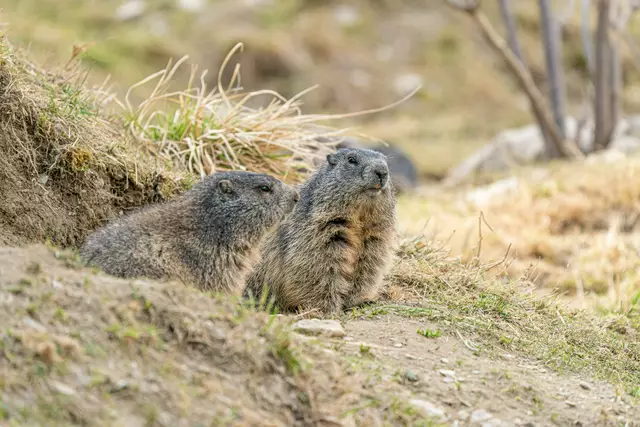 Die Wildtiere in Mautern warten schon auf neue Besucherinnen und Besucher. | Foto: Klaus Pressberger