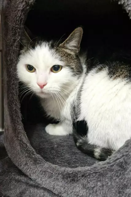 Mino ist anfangs etwas skeptisch, aber wenn er mal aufgetaut ist, gehört einem sein Herz. | Foto: Arche Wels