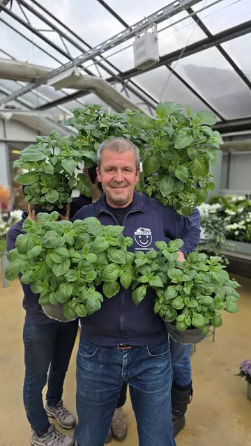 Diese Kartoffelpflanzen hat die Gärtnerei Bergmair-Russmann für die Gartenmesse "Blühendes Österreich" gezogen.  | Foto: Bergmair-Russmann