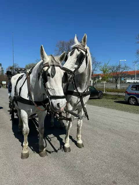 Der Fiaker, der alkoholisiert mit seiner Kutsche auf die A22 einbog, wurde noch am selben Tag ein zweites Mal auffällig. | Foto: LPD Wien/X