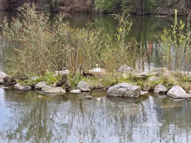 Schwan brütet in der Stadt Graz