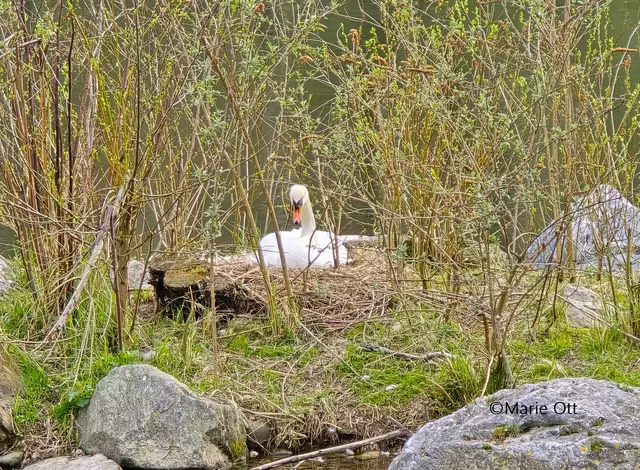 Schwan brütet in der Grazer Augartenbucht