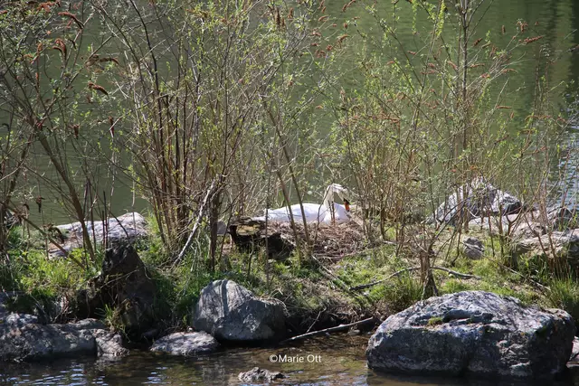 Augartenbucht, Graz, Schwan