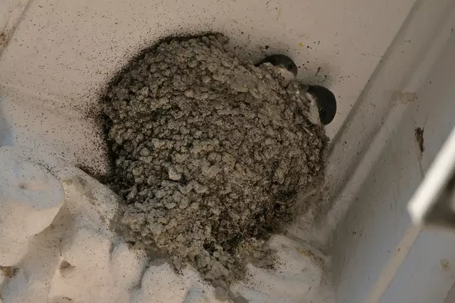 Schwalben sind in Österreich streng geschützt, ein Entfernen ihrer Nester ist per Gesetz verboten.  | Foto: Berg- und Naturwacht