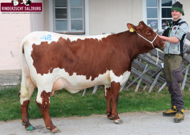 Pinzgauer-Jungkuh vom Betrieb Rupert Pirnbacher (Lehen) in St. Johann. | Foto: Rinderzuchtverband Salzburg