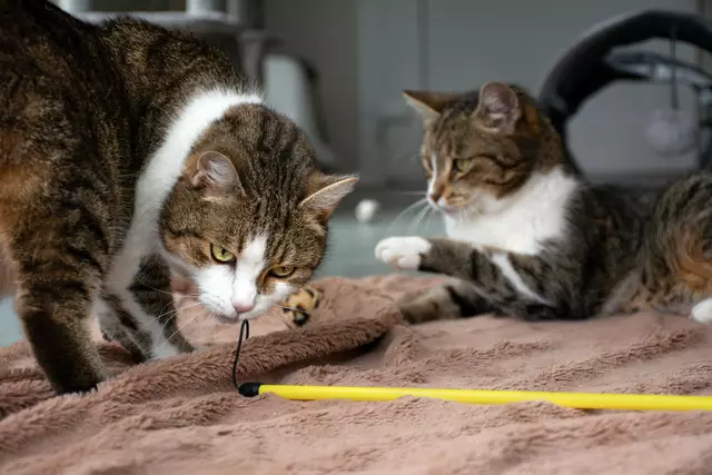 Die beiden süßen Katzenschwestern Lilli und Mya (11) suchen zusammen ein liebevolles Zuhause.  | Foto: Tierschutzverein