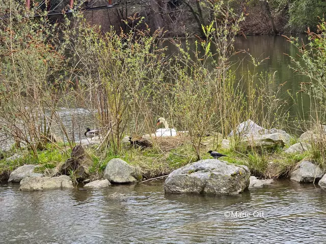 Schwan brütet, Augartenbucht, Graz