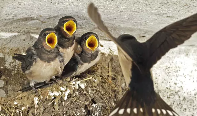Hunger, Hunger: Mama und Papa Schwalbe versorgen ihren Nachwuchs. | Foto: Herbert Schleich