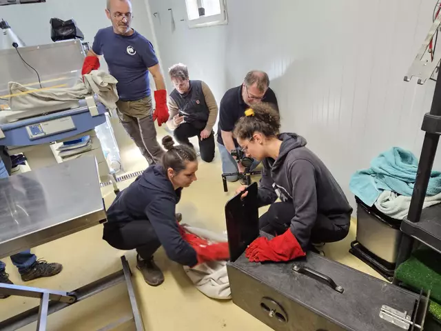 Start des Wildkatzenmonitoring-Projektes: Wildkatzen kommen in den Transportkäfig. | Foto: Christian Übl