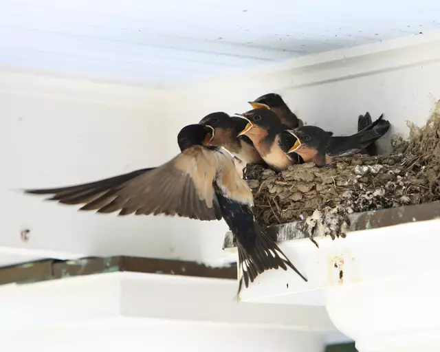 Junge Rauchschwalben in ihrem Nest. Leider wurden sie in den letzten Jahren immer weniger. | Foto: Mark Hintsa