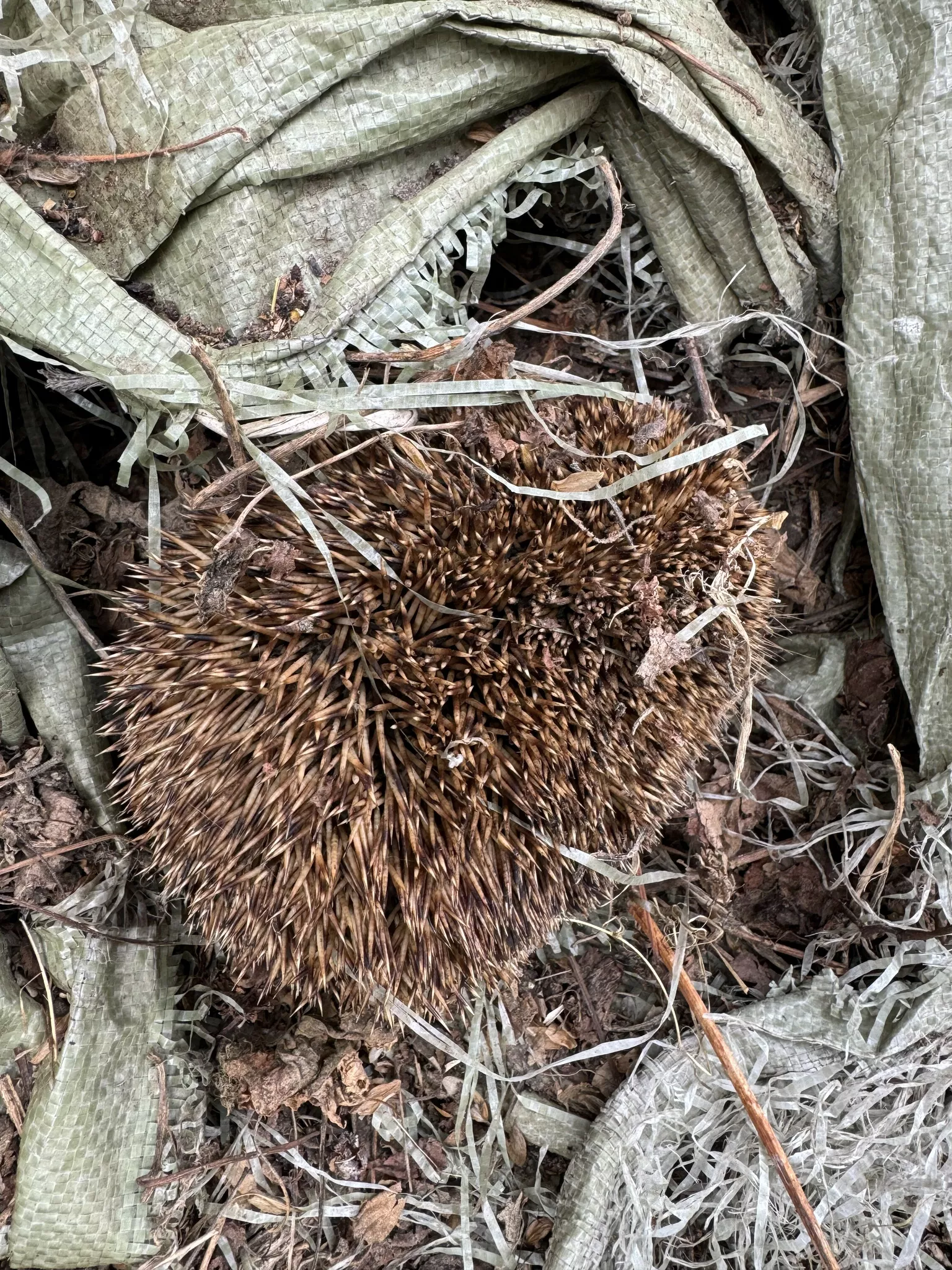 Rescued after two days: Tarpaulin almost became a death trap for hedgehog ...