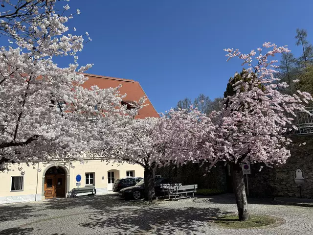 Die Kirschblüten stehen im Europahaus wieder in voller Blüte – da sind die Probleme rund um Budget und Hallenbad glatt vergessen. | Foto: MeinBezirk.at