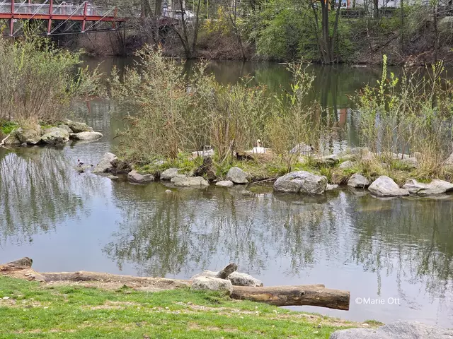 Höckerschwan brütet in Graz