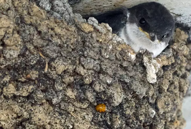 Junge Mehlschwalbe im Nest | Foto: Katharina Stefke