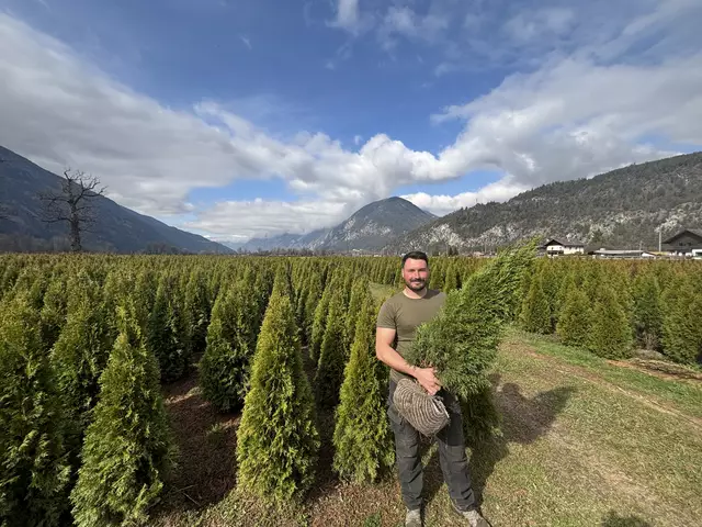 Juniorchef Wolfgang Grameiser vor einem seiner großzügigen Thujenfelder im Oberland. | Foto: Perktold
