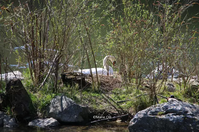 Schwan, Graz, Augartenbucht