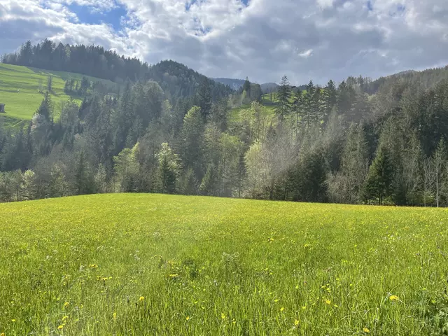 Hier soll der neue Campingplatz mit 30 Stellplätzen in Brandenberg entstehen – vom Gemeinderat bereits beschlossen, lässt dessen Realisierung aber noch auf sich warten. | Foto: Nimpf