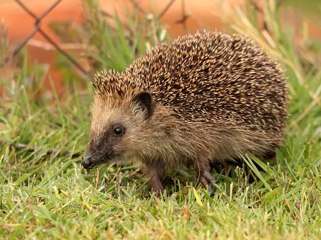 Wenn die ersten Blumen blühen und die Temperaturen steigen, melden sich auch viele Wildtiere aus Winterschlaf oder -starre zurück. (Archiv) | Foto: Josef Limberger
