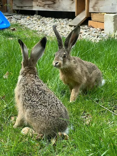 Leider muss das beliebte Osterfest am Assisi-Hof abgesagt werden.  | Foto: Österreichische Tierschutzverein