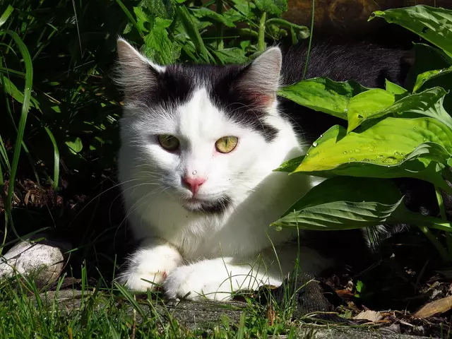 Der Jagdinstinkt der Katzen ist oft sehr ausgeprägt. Viele Vögeln und andere kleine Tieren kann das Verhalten zum Verhängnis werden. (Archivbild) | Foto: Schweiger