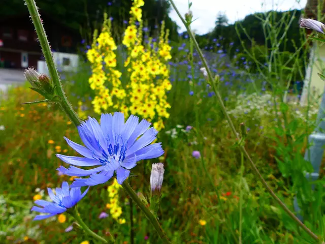 Blumenwiesen schaffen einen Lebensraum für viele Tiere. (Archiv) | Foto: Naturpark Mürzer Oberland