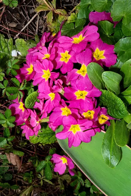 Alle Balkonprimeln werden in den Garten ausgewildert. So wird der immer fröhlich bunter.