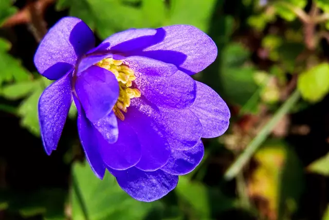 Vor vielen Jahren gepflanzt und schnell wieder verschwunden, aber inzwischen ist sie verlässlicher Lenz-Besucher geworden