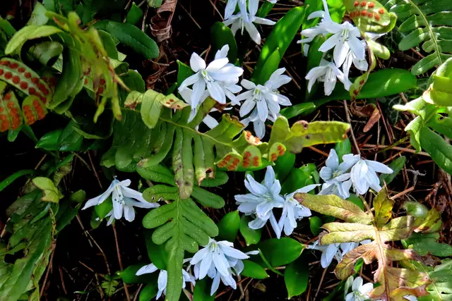 Meine Puschkinien haben eine Art Wandertrieb, verschwinden vom bisherigen Platz, um anderswo wieder aufzutauchen