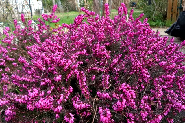 Und die schöne Erika blüht nicht nur in den Wäldern!