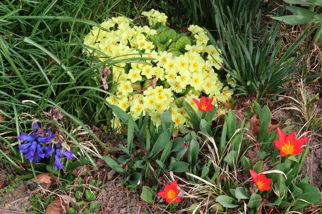 So schön und so pflegeleicht.