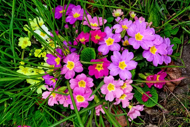 Die Primel kommen auch mit andersfärbigen Verwandten gut aus