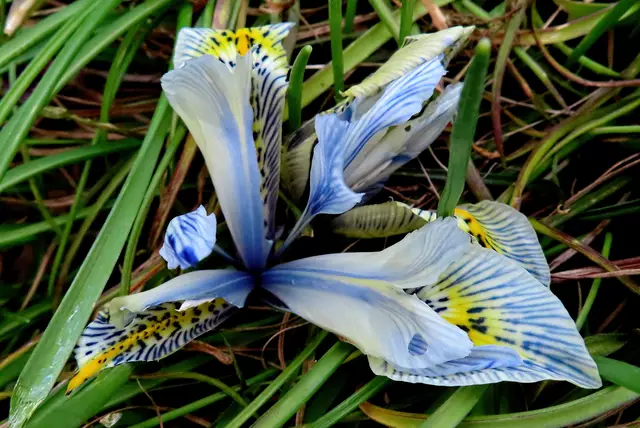 Der Zwerg-Iris ist anzusehen, dass die Schnecken nach der langen Trockenperiode hungrig sind