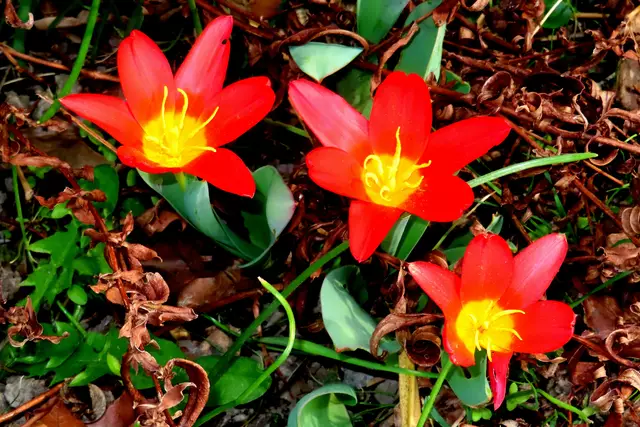 Die Botanischen Tulpen strahlen mit der Sonne um die Wette