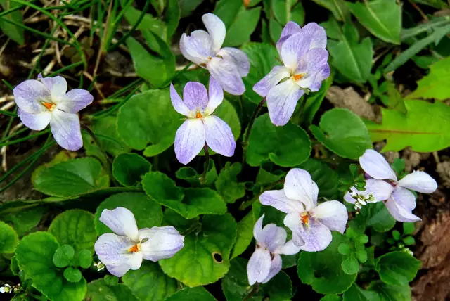 Veilchen sind nicht immer veilchenblau