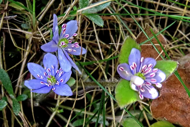Immer eine Freude sind die Leberblümchen