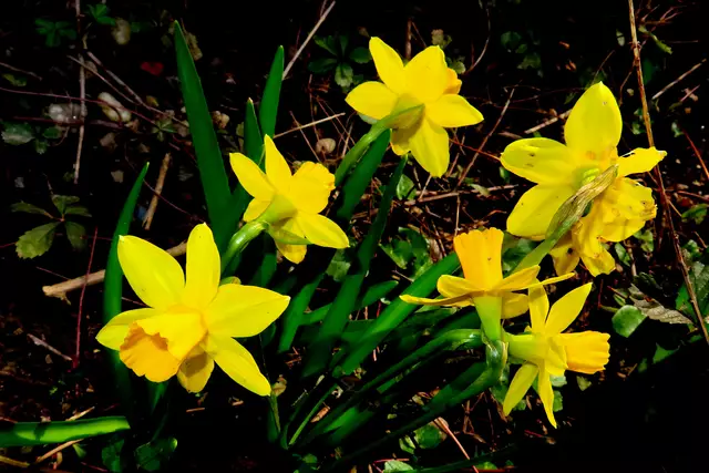 Die Mini-Narzissen haben auch davor auf dem Balkon gewohnt