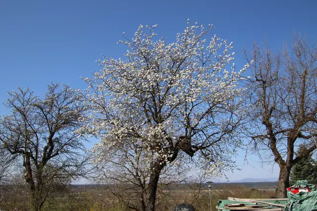 Foto: Martin Wurglits