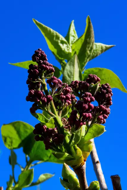 Der Flieder hat es eilig. Ob er wohl zum Muttertag noch blühen wird?