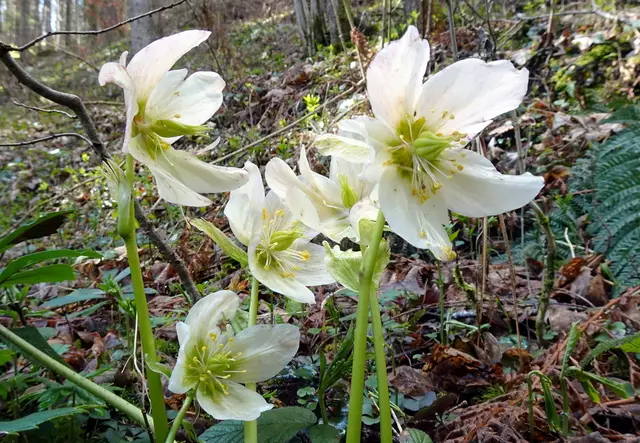 Die letzten Schneerosen