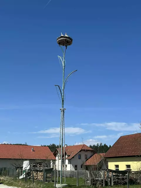 Zum zweiten Mal in Folge bewohnen sie das Nest von Guido Dissauer, der aus Eigentinitiative eine Attraktion in Tainach geschaffen hat, die Freude bereitet. | Foto: Privat/Dissauer