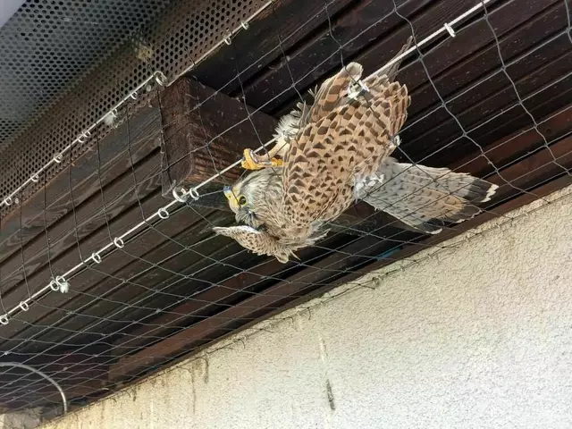 Der Falke hatte sich an einem Taubenschutznetz verhangen. | Foto: Berufsfeuerwehr Klagenfurt am Wörthersee