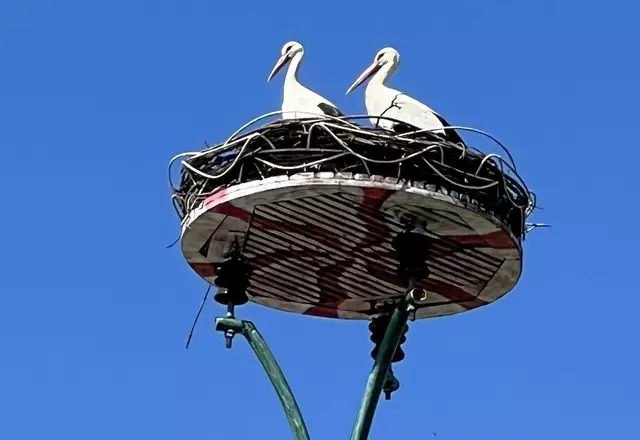 Das Nest wird vom Storchenpaar in Tainach angenommen.  | Foto: Privat/Dissauer
