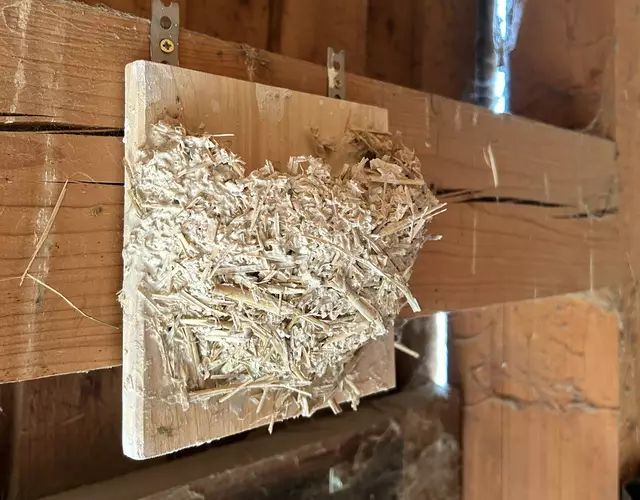 Tierschutz Austria will die Bevölkerung dazu animieren, Nester für die zurückkehrenden Schwalben zu schaffen.  | Foto: Tierschutz Austria