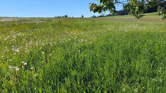 Grünland in der Grenzregion Bayerischer Wald - Mühlviertel. | Foto: A. Hackl
