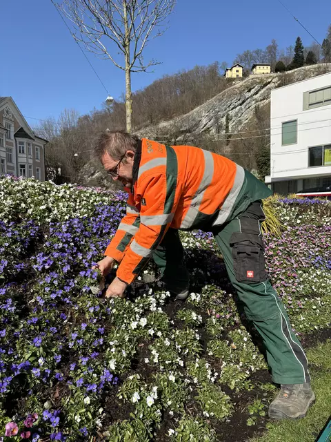 Die aktuelle Frühlingsbepflanzung bleibt nun mindestens bis Mitte Mai, danach folgen die "Sommerblumen", wie etwa Sonnenlieschen, Verbenen und Tagetes. Im Bild: Stadtteilobergärtner für den Bereich Ost, Wilfried Ristits.  | Foto: Lisa Gold