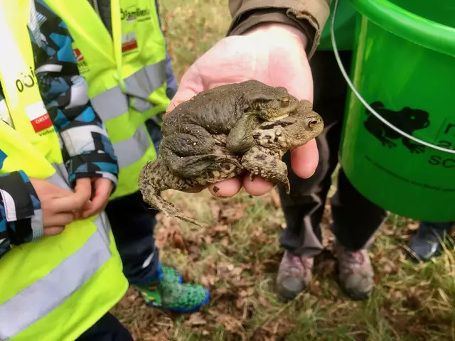 Eifrige Kinder der Volksschule Kefermarkt als Froschklauberinnen - Edkrötenpaar © Barbara Lindtner